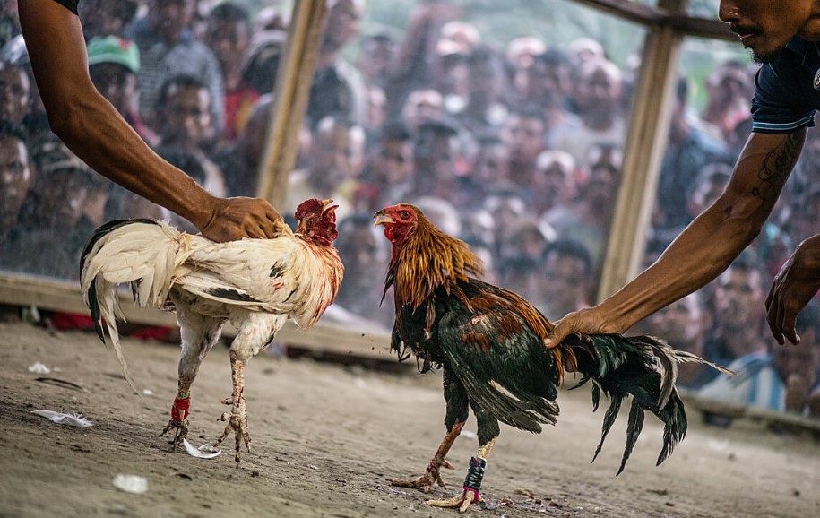 Hướng Dẫn Chi Tiết Cách Chơi Đá Gà E2bet