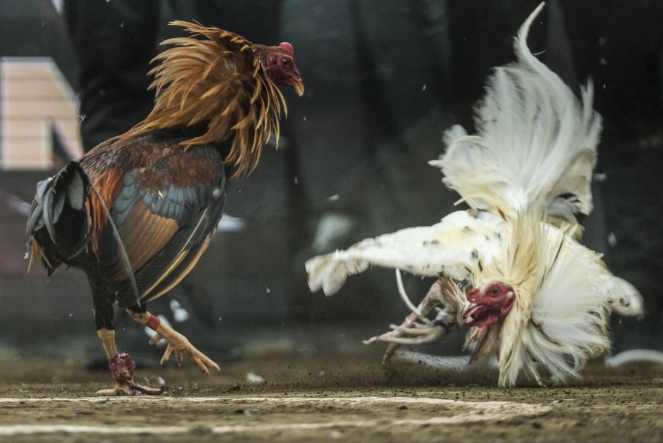 5 Lý Do Chọn Đá Gà E2bet: Sảnh Chơi Uy Tín Cho Cược Thủ