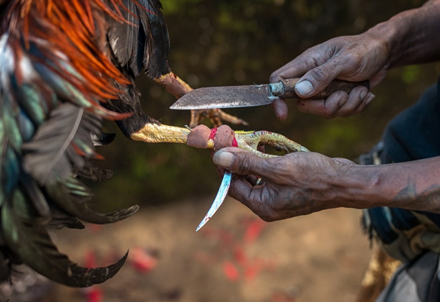 Đá Gà E2bet là gì