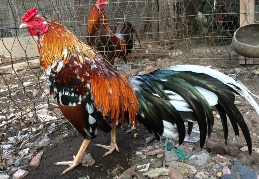 3 Loại Gà Ngũ Sắc Với Đặc Điểm Chân Độc Đáo