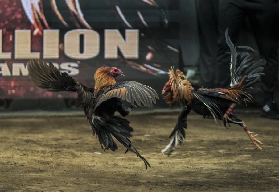 Quy Định Pháp Lý Liên Quan