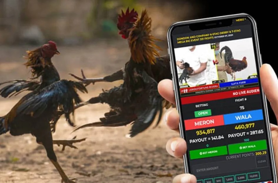 Những Trường Hợp Có Thể Bị Phạt Khi Xem Đá Gà