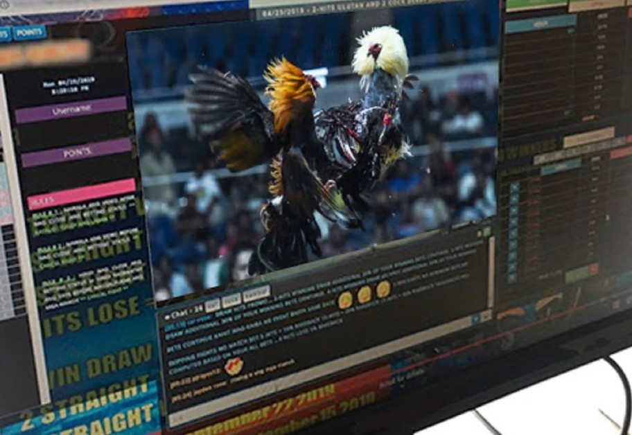 Xem Đá Gà Có Bị Bắt Không?