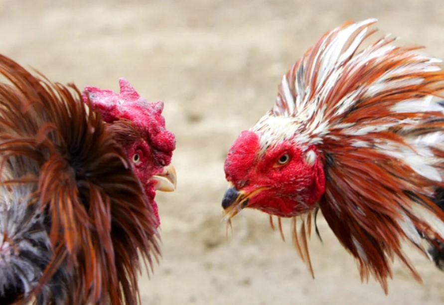 Xem Tướng Gà Chọi Qua Phần Đầu