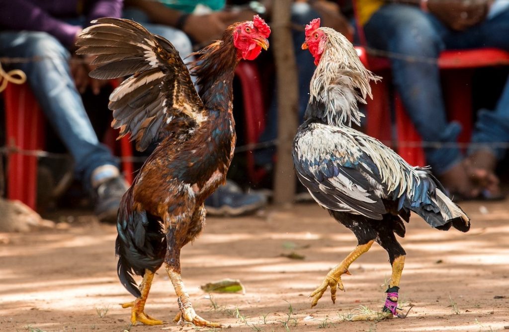 Xem Tướng Qua Mỏ Gà