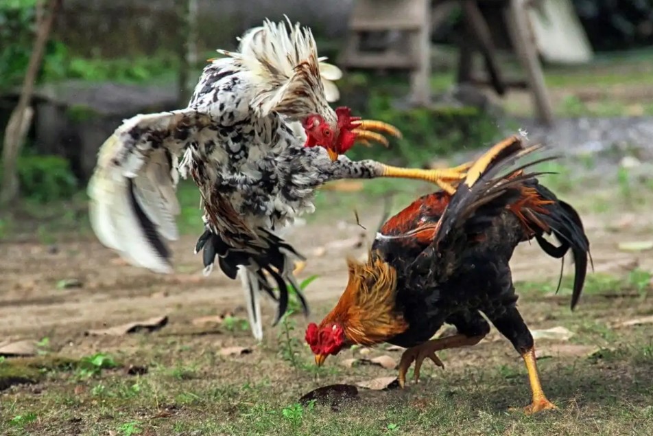 Hướng Dẫn Xem Tướng Qua Cánh Gà