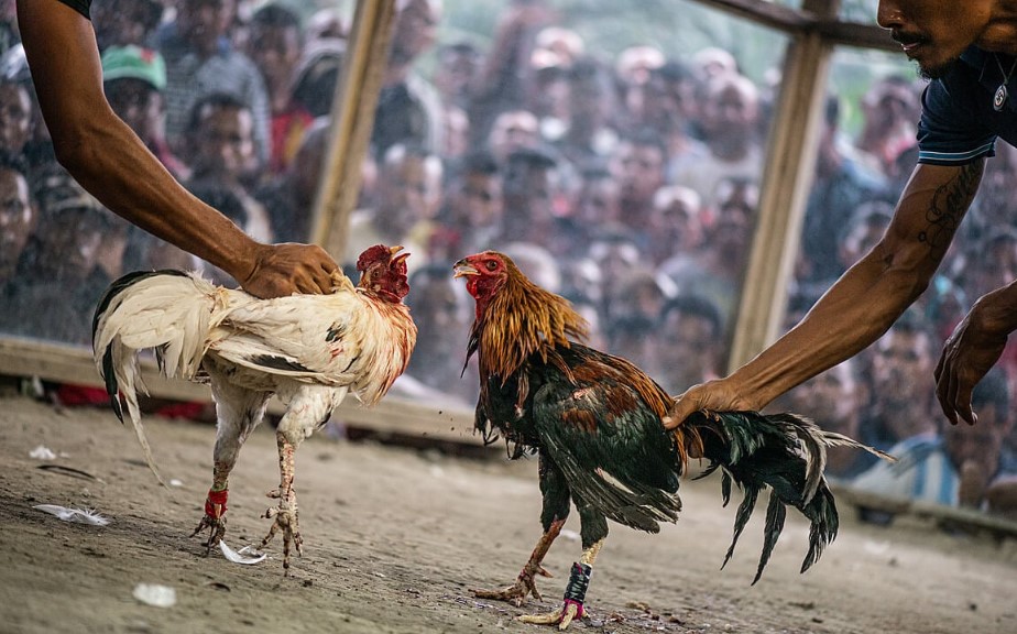 Cách Xem Tướng Gà Chọi Hiệu Quả