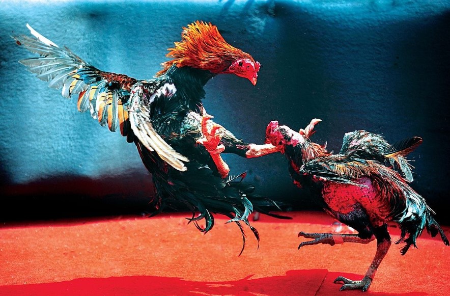 Đá gà E2bet, giới thiệu nhà cái đá gà uy tín hàng đầu hiện nay