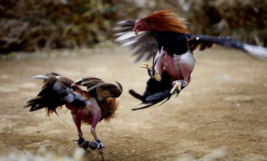 Đá Gà Cựa Dao, chơi Đá Gà Cựa Dao tại trang chủ E2bet