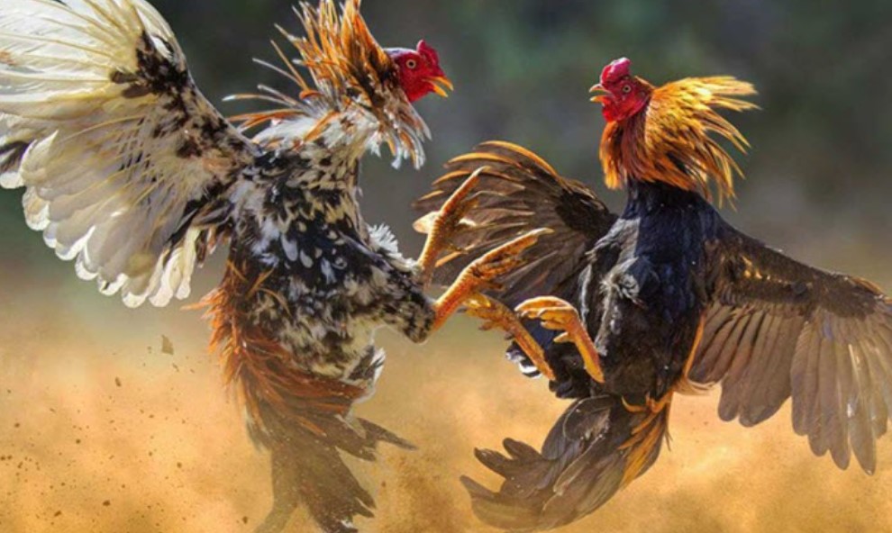 Gà ngũ sắc là gì, tìm hiểu về dòng đá gà được yêu thích