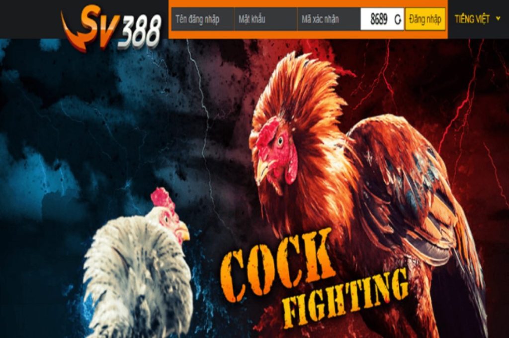 Sảnh SV388 là gì, tìm hiểu về sảnh đá gà tại E2bet