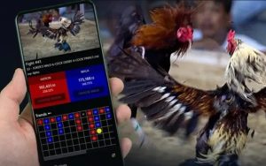 Xem Đá Gà Có Bị Bắt Không? – Hướng Dẫn Từ E2bet