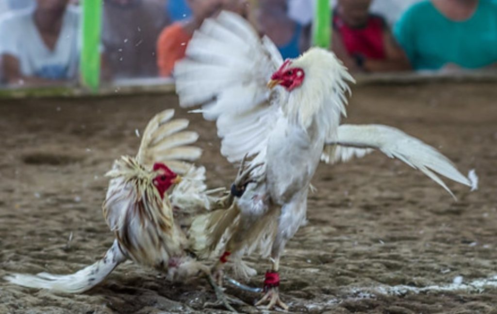 Xem tướng gà chọi như thế nào, hướng dẫn chi tiết